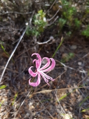 Nerine humilis