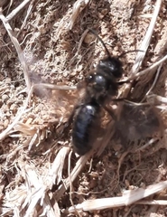 Andrena pilipes