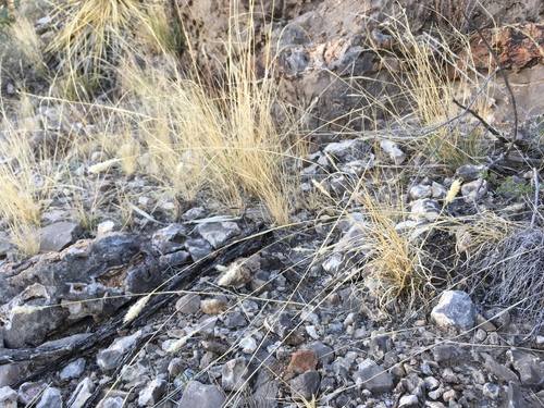 Nealley's Woolly Grass (Erioneuron nealleyi)