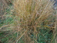 Juncus distegus