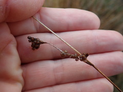 Juncus distegus