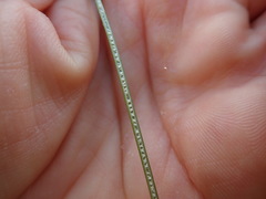 Juncus distegus