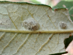 Quercus hypoleucoides