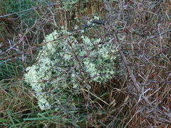 Ramalina glaucescens