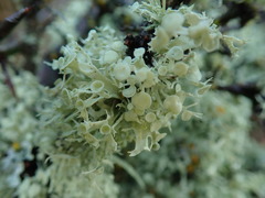 Ramalina glaucescens
