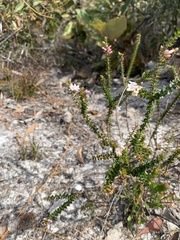 Epacris pulchella