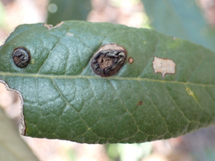 Quercus hypoleucoides