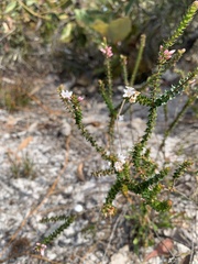 Epacris pulchella