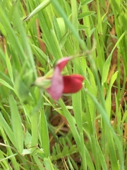 Lathyrus