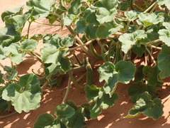 Proboscidea sabulosa