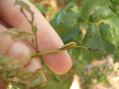 Gonipterus platensis