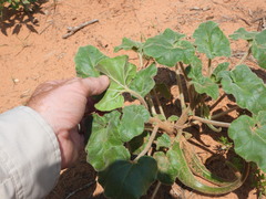 Proboscidea sabulosa