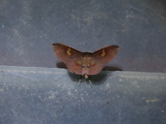 Oxidercia thaumantis