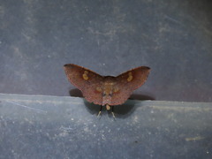 Oxidercia thaumantis