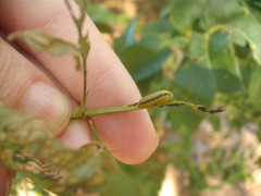 Gonipterus platensis