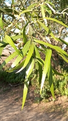 Nectandra angustifolia