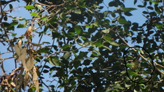 Camptostoma obsoletum