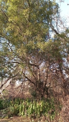 Nectandra angustifolia