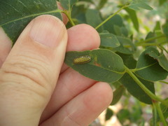 Gonipterus platensis