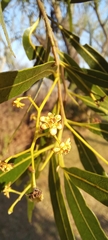 Nectandra angustifolia