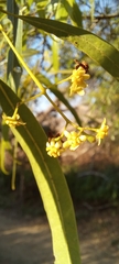 Nectandra angustifolia