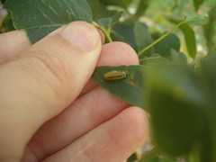 Gonipterus platensis