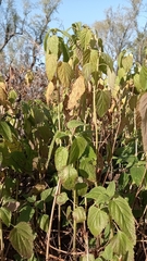 Teucrium vesicarium