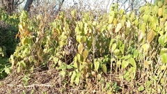 Teucrium vesicarium