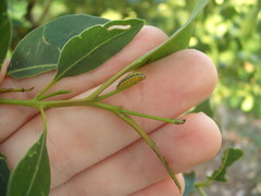 Gonipterus platensis