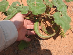 Proboscidea sabulosa