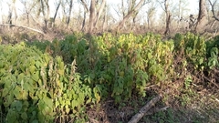 Teucrium vesicarium