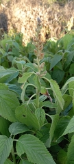 Teucrium vesicarium