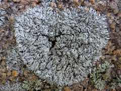 Physcia tribacia
