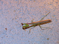 Stagmomantis nahua