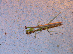Stagmomantis nahua