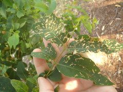 Gonipterus platensis