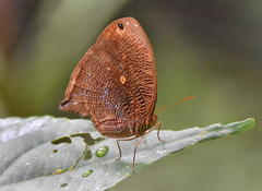 Bia actorion