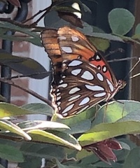 Dione vanillae
