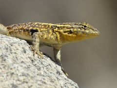 Uta stansburiana elegans