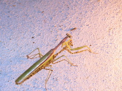 Stagmomantis nahua