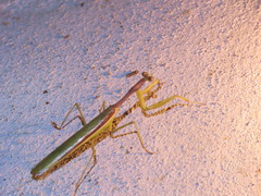 Stagmomantis nahua
