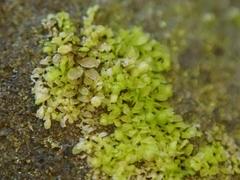 Siphonolejeunea nudipes