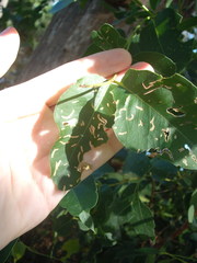 Gonipterus platensis