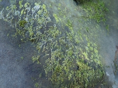 Siphonolejeunea nudipes