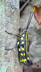 Rhopsotettix consummatus