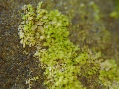 Siphonolejeunea nudipes