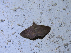 Antiblemma concinnula