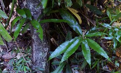 Lastreopsis poecilophlebia