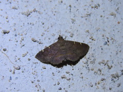 Antiblemma concinnula