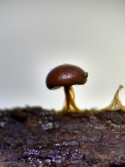 Diderma subasteroides